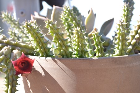 A picture I took with a DSLR camera